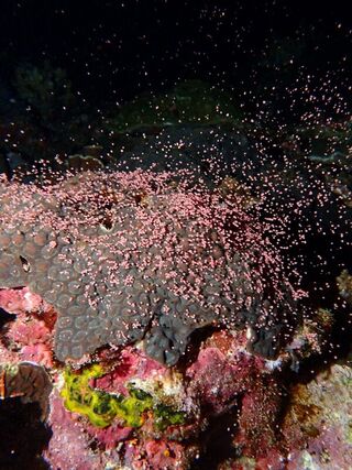 綠島珊瑚產卵  專家預估5月中旬後進入高峰期