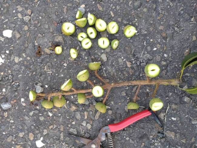 彰縣改良種芒果低溫受損 可申請現金救助 | 華視新聞