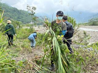 守護楠梓仙溪濕地 高市移除外來入侵植物