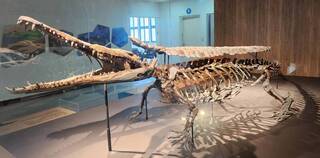 澎湖化石館開幕 展出國寶級潘氏澎湖鱷化石