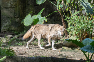 北市動物園灰狼換毛迎夏天 全身上下掛著毛團