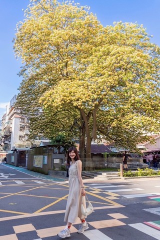 溫羅汀巷弄內　台電加羅林魚木盛開吸睛