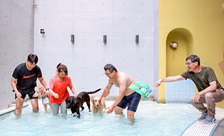 高市辦大型犬游泳盃 冠軍犬獲1個月無限暢游獎