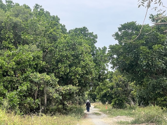 屏東萬丹森林公園 首期6.5公頃115年春節前完工 | 華視新聞