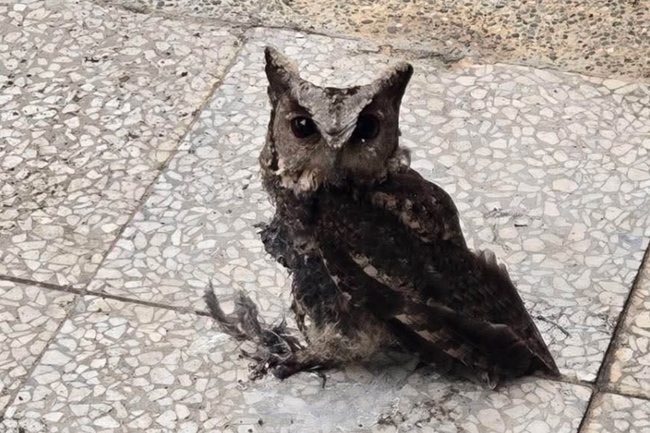 新型防鳥塗料恐傷鳥 保育類領角鴞遭黏無法飛行 | 華視新聞