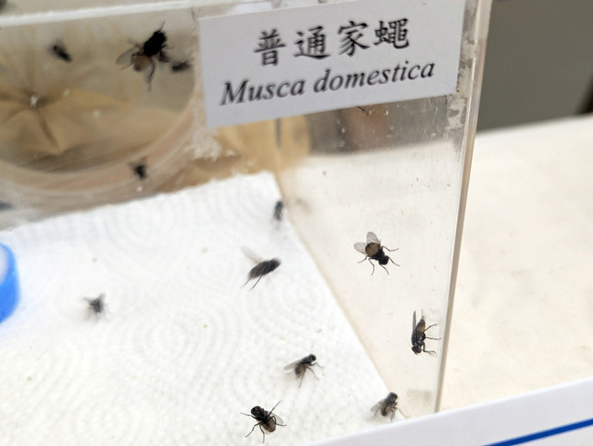 防治斑蚊、蟑螂及老鼠 首重環境整潔再配合用藥 | 華視新聞