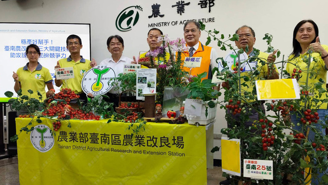 小番茄有望外銷中東 台南25號突破儲運瓶頸 | 華視新聞