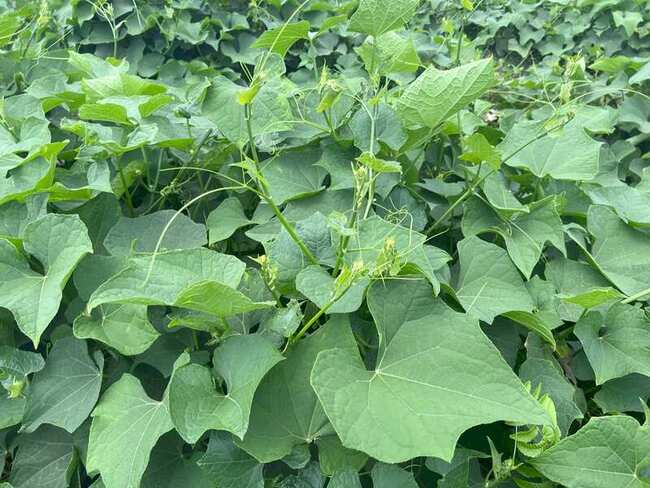 花蓮吉安四寶之一龍鬚菜盛產期 農糧署推產履加值 | 華視新聞