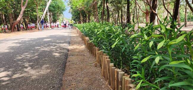 澎湖初夏百合花季登場  串聯海上花火相互輝映 | 華視新聞