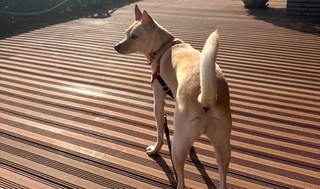 養犬隻未按時施打狂犬病疫苗 飼主挨罰3萬元