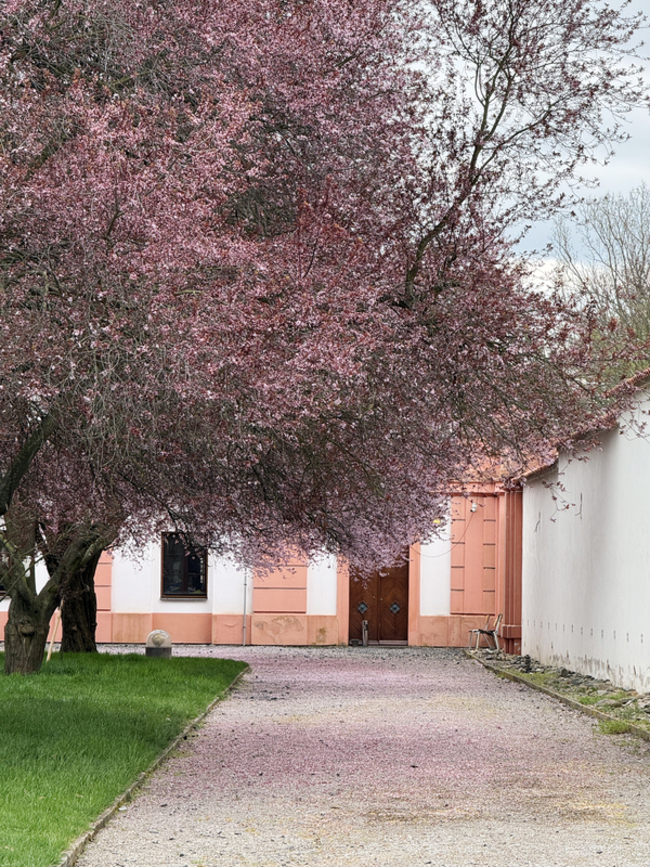 5月1日是捷克情人節 櫻花樹下親吻歌頌愛情美好 | 華視新聞