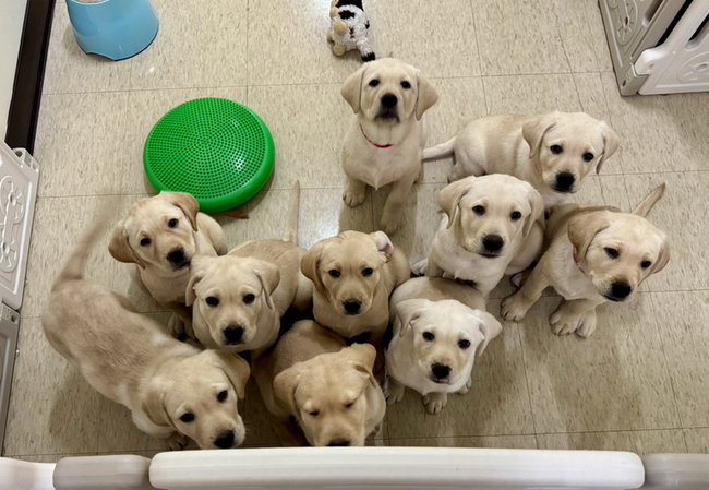 惠光10隻幼犬送寄養家庭 蔡英文探視任宣導大使 | 華視新聞