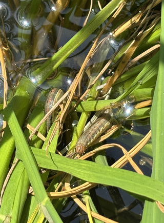 台東縱谷水稻發現分秘夜蛾危害  農改場籲農友防範
