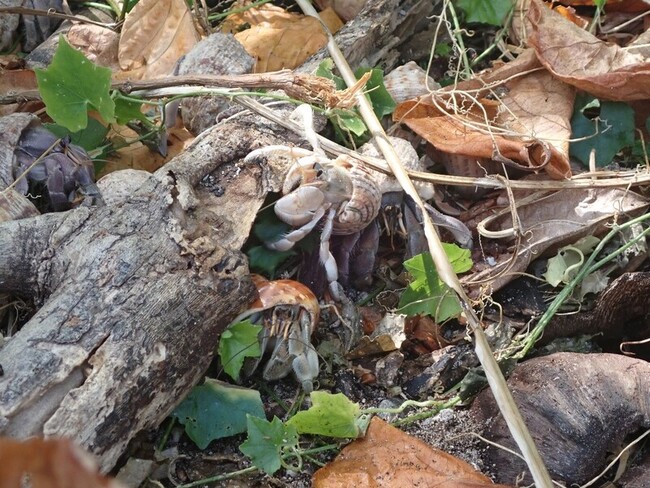 不住人造垃圾  太平島陸寄居蟹逾9成揹海螺殼 | 華視新聞