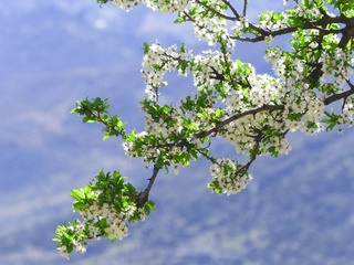 5月賞油桐花  走過客家老街、嚐遍傳統美食