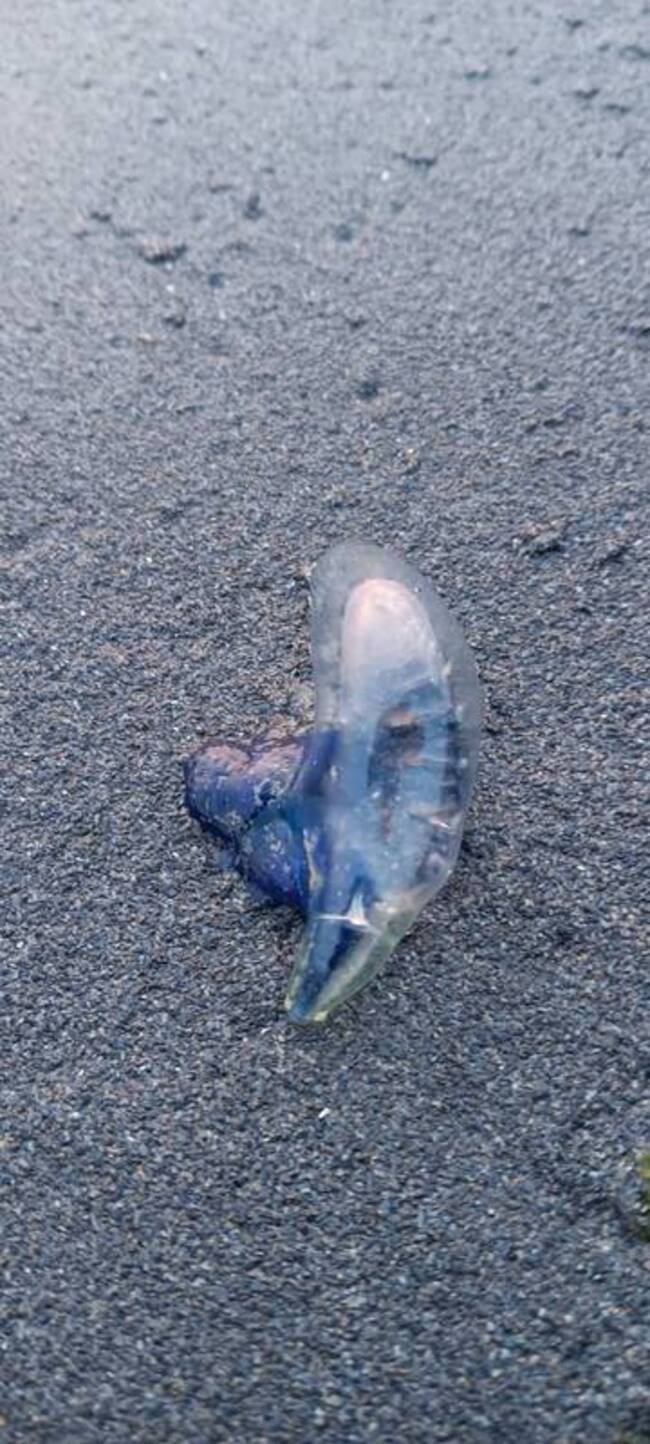 西子灣疑有「僧帽水母」海洋局提醒有劇毒勿觸碰 | 華視新聞