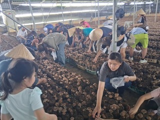 採香菇、手沖咖啡  台中崑南社區推食農體驗