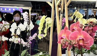 蘭花終成台灣農產外銷旗艦產業 關稅恐成挑戰