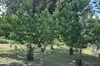 台南水道博物館園區植栽多元  水蜜桃初次收成