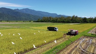 花蓮推有機農業促進區 玉里東豐、富里銀川2處上榜
