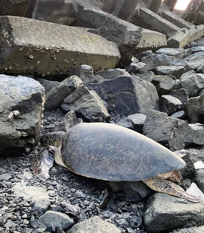 綠蠵母龜擱淺消波塊間 七美島總動員救援送觀察 | 華視新聞