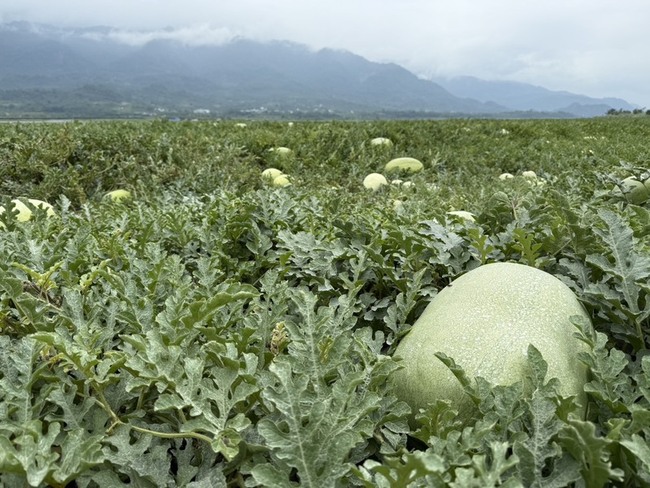 花蓮大西瓜行情看漲  玉里產區5月中旬開園上市 | 華視新聞