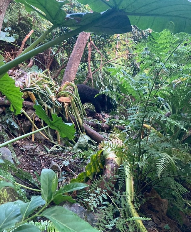 台東淺山黑熊受困救援後不治 創最低海拔紀錄 | 華視新聞