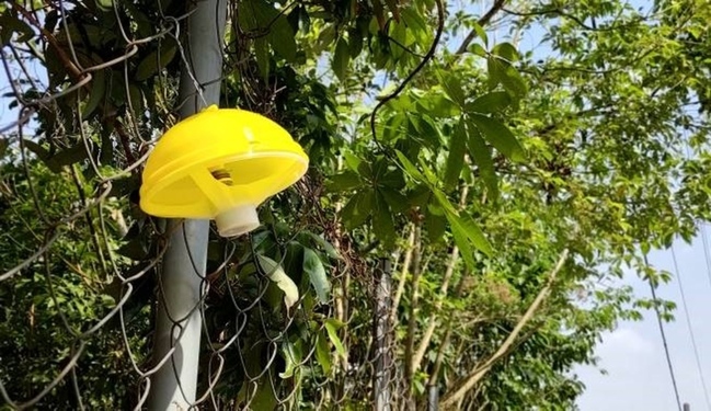 高雄水果產區高掛鮮黃誘殺器 防範果實蠅危害 | 華視新聞