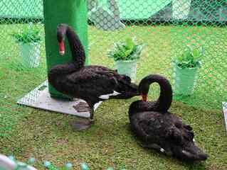 東海大學獲贈黑天鵝  9月入住湖區小教堂