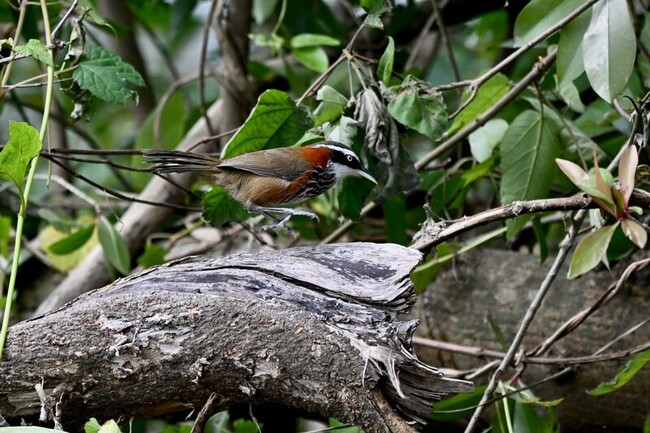 關山人工濕地水鳥成群 污水場變成生態公園 | 華視新聞