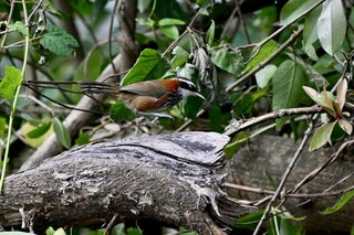 關山人工濕地水鳥成群 污水場變成生態公園
