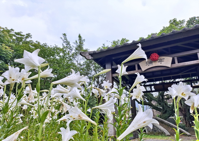 新北瑞亭國小鐵炮百合盛開 遊客賞「天使的號角」 | 華視新聞