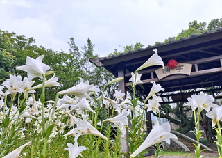 新北瑞亭國小鐵炮百合盛開 遊客賞「天使的號角」