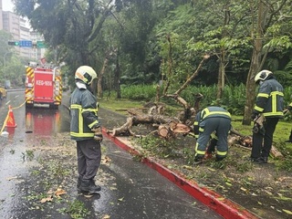 北市辛亥隧道出口附近路樹傾倒 幸無人傷