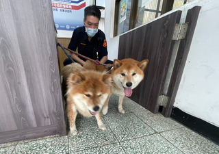 台中2柴犬蹺家突跳上女大生機車 忙送警所找到飼主