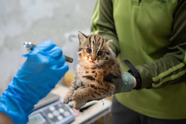 「雙姝捲」石虎寶寶1個半月大 北市動物園邀命名 | 華視新聞