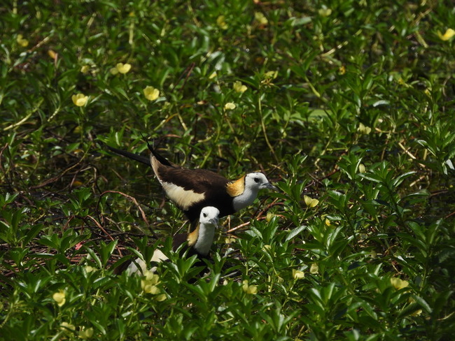 高市洲仔濕地水雉繁殖期  雄鳥育雛引注目 | 華視新聞