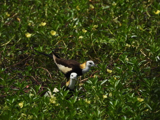 高市洲仔濕地水雉繁殖期  雄鳥育雛引注目