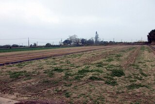 嘉義男未經許可捕鮪魚罰400萬 拍賣農地抵繳部分