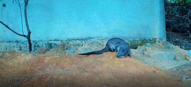 金門辦歐亞水獺研討會  籲重視瀕危物種 | 華視新聞