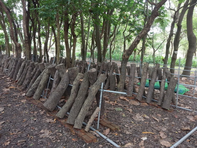 租用國有林不只種樹  養蜂、種香菇發展林下經濟 | 華視新聞