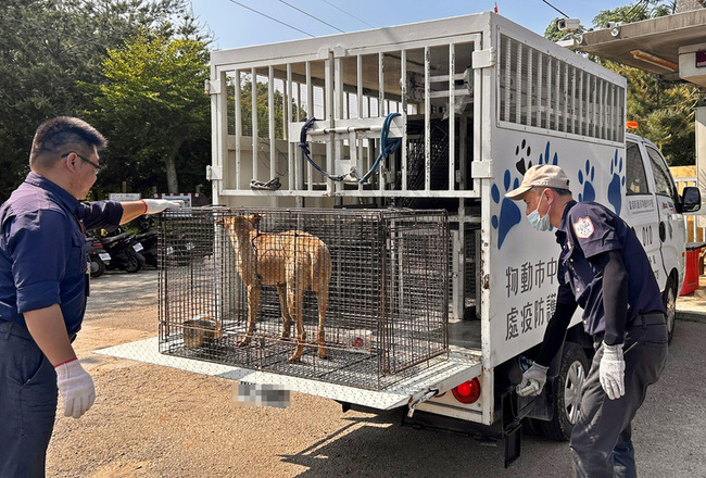 台中大雅區破損垃圾包四散  狗亂咬闖禍誘捕安置 | 華視新聞