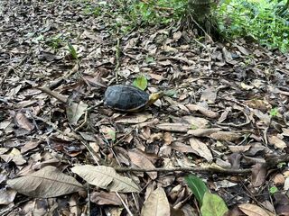 推食蛇龜生態服務給付示範計畫  號召中市農友加入