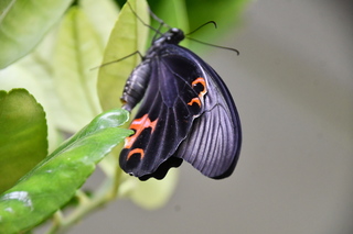 紫斑蝶北返小雨仍現蹤 彰化生態觀察小朋友開心