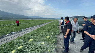 花蓮西瓜又到盛產季 警方陸空巡邏阻宵小