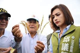 高雄稻穗空包損收成 邱議瑩會勘要求農保理賠從速