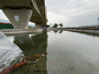 玉里鎮公所放養錦鯉惹議 學者：野外存活率不高