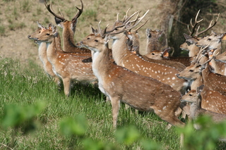 墾丁撿鹿角引議  2區域不能撿保七警將釐清