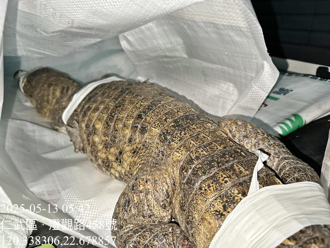 高市150公分大鱷逛大街 農業局捕捉罰飼主最重1.5萬 | 華視新聞