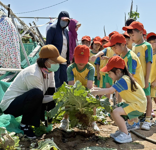 體驗農作辛苦 澎湖幼兒園孩童下田採收蔬果